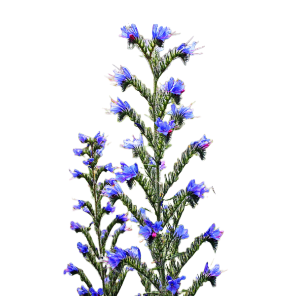 terjőke kígyószisz - Echium vulgare - őshonos magyar vadvirág