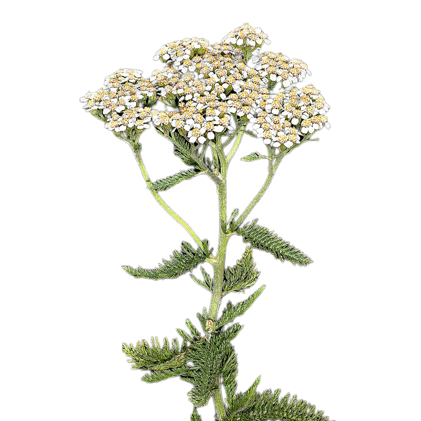 Közönséges cickafark - Achillea millefolium - őshonos magyar vadvirág