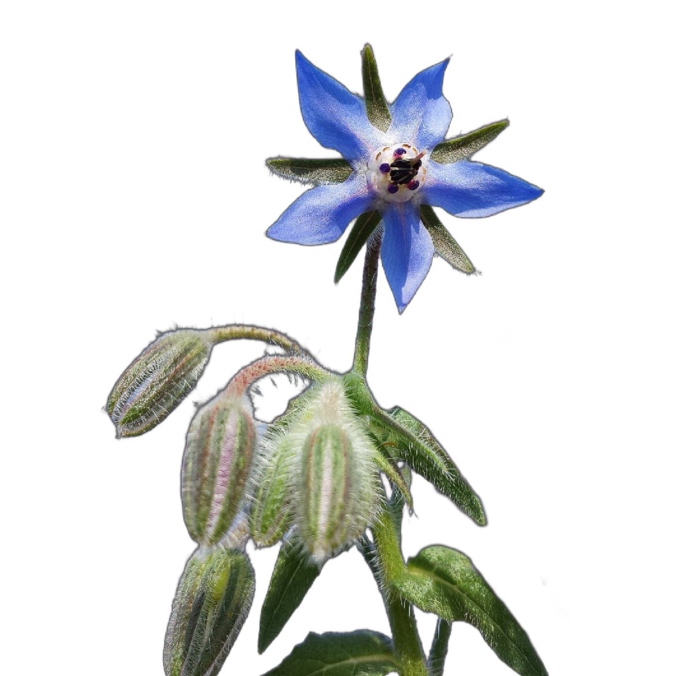 borágó - Borago officinalis - beporzóvonzó vadvirág