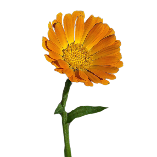 Körömvirág - Calendula officinalis