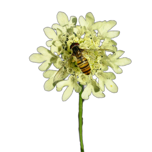 vajszínű ördögszem - Scabiosa ochroleuca - őshonos magyar vadvirág