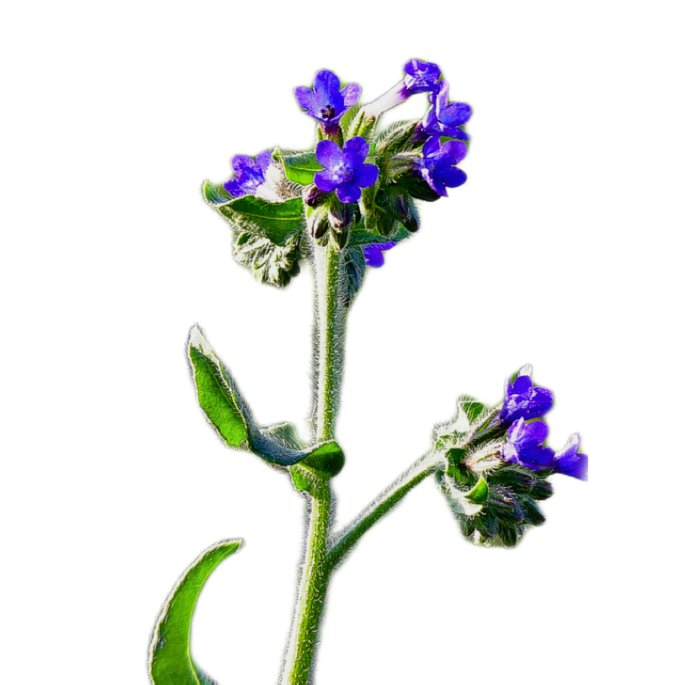 orvosi atracél - Anchusa officinalis - őshonos magyar vadvirág