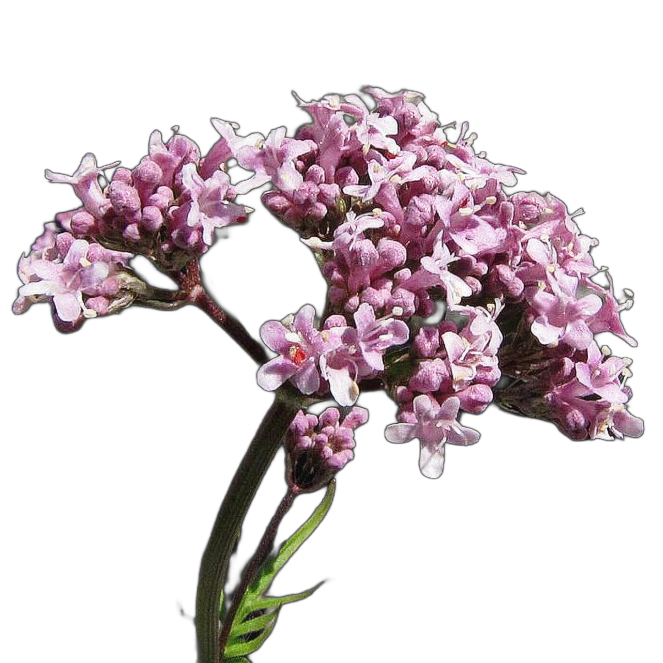 orvosi macskagyökér - Valeriana officinalis - őshonos magyar vadvirág