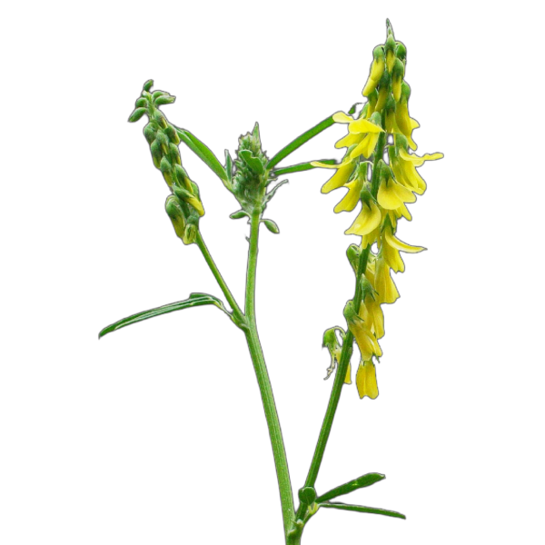 orvosi somkóró - Melilotus officinalis - őshonos magyar vadvirág