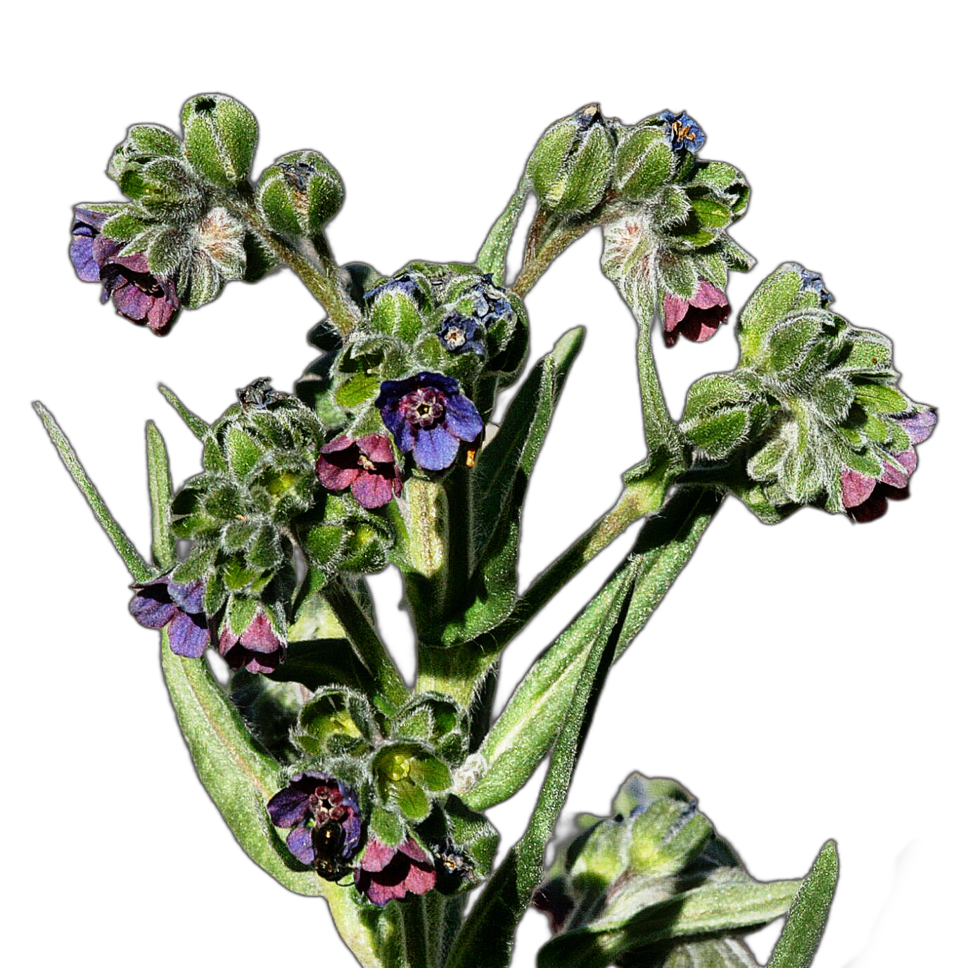 közönséges ebnyelvűfű - Cynoglossum officinale - őshonos magyar vadvirág