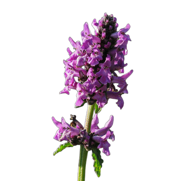 orvosi tisztesfű/bakfű - Stachys officinalis - őshonos magyar vadvirág