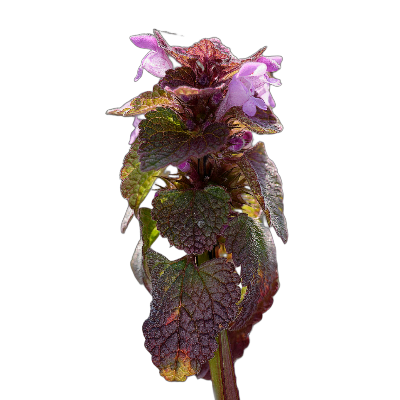 piros árvacsalán - Lamium purpureum - őshonos magyar vadvirág