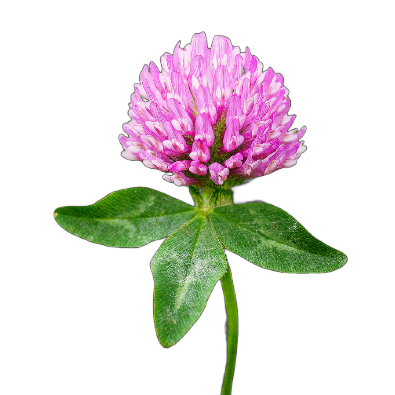 vöröshere - Trifolium pratense - őshonos magyar vadvirág