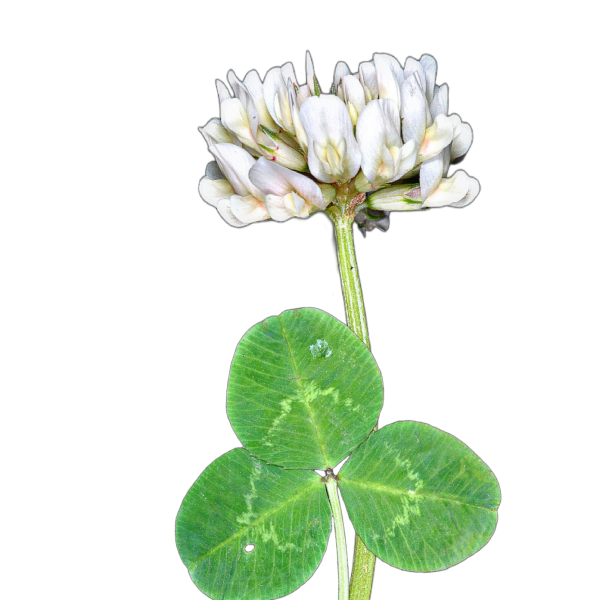 fehér here - Trifolium repens - őshonos magyar vadvirág