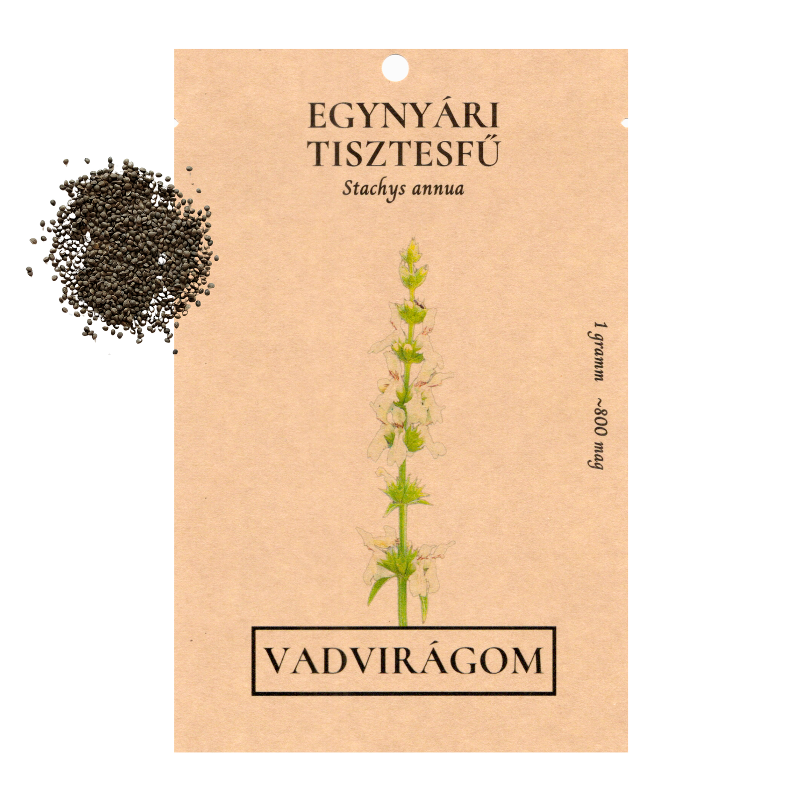 Egynyári tisztesfű - tarlóvirág - Stachys annua - őshonos magyar vadvirág mag méhlegelő