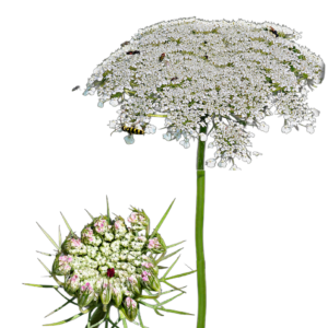 Vadmurok (Daucus carota) 1g, ~1450 mag