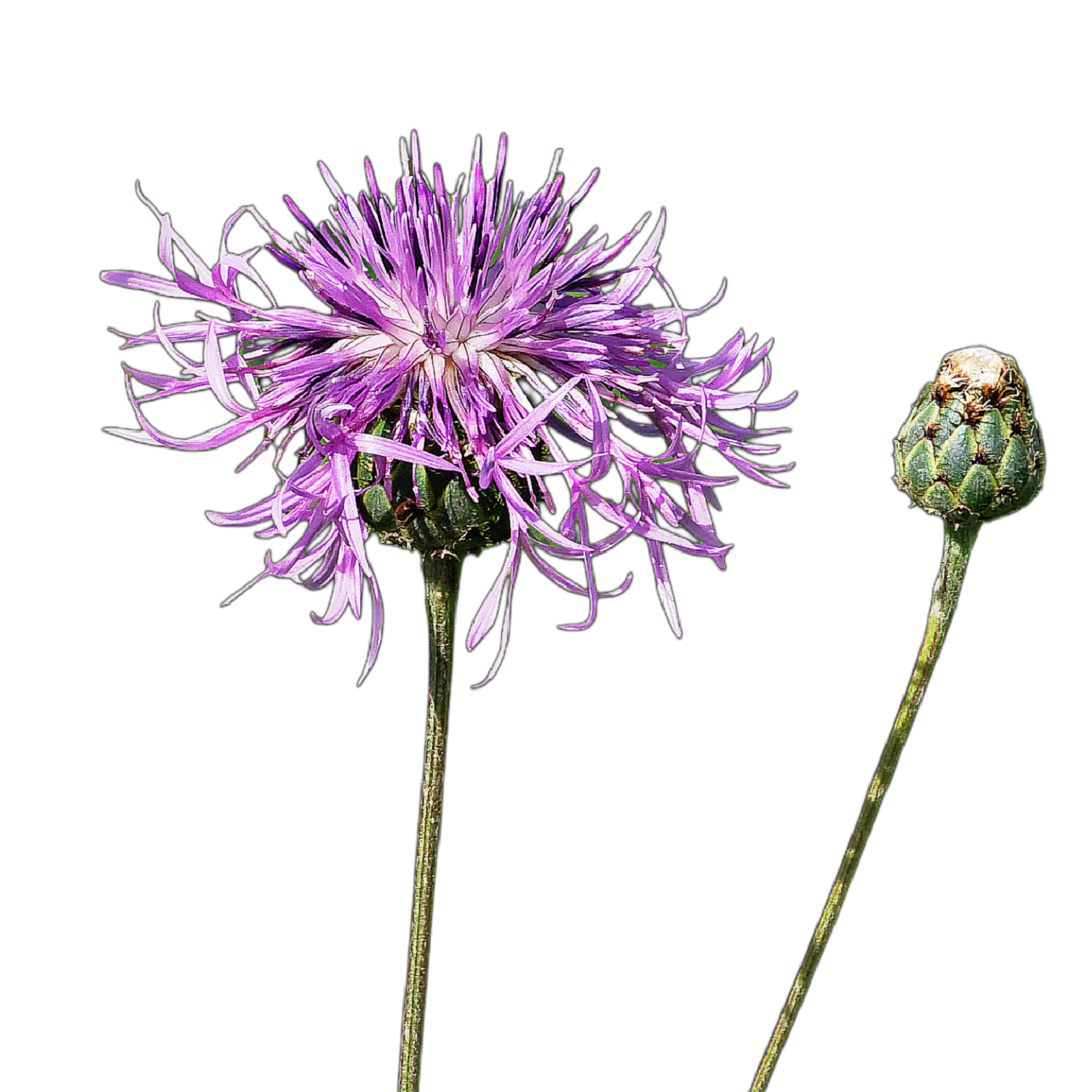 Vastövű imola - Centaurea scabiosa- őshonos magyar vadvirág