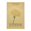 Pitypang, gyermekláncfű - Taraxacum officinale - őshonos magyar vadvirág mag