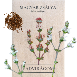 Magyar zsálya (Salvia aethiopis) 1g, ~425 mag