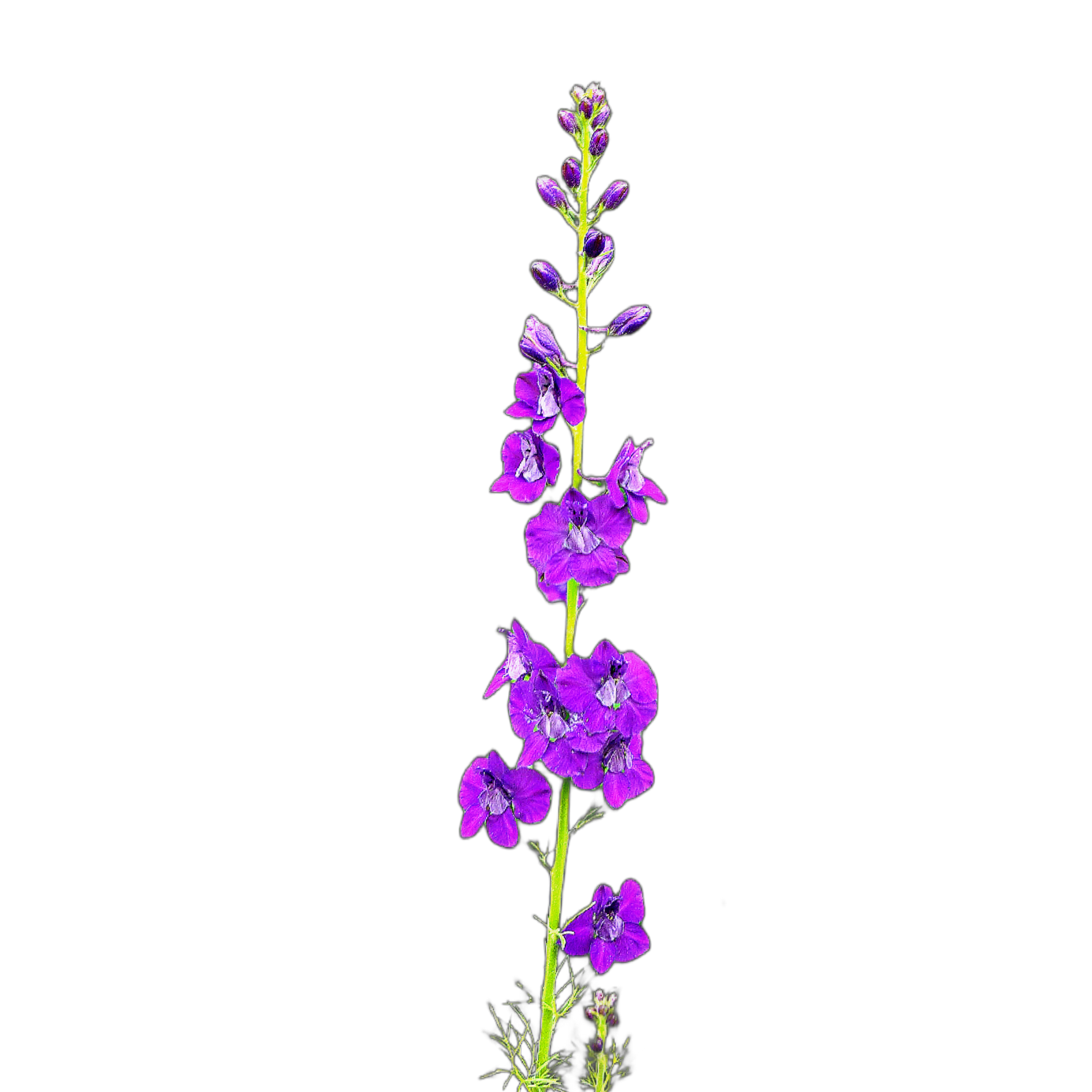 Keleti szarkaláb - Delphinium/Consolida orientalis - őshonos magyar vadvirág mag