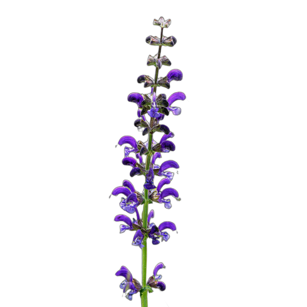 mezei zsálya - Salvia pratensis - őshonos magyar vadvirág