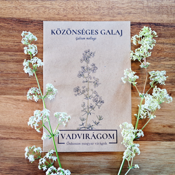 Közönséges galaj - Galium mollugo - őshonos magyar vadvirág mag