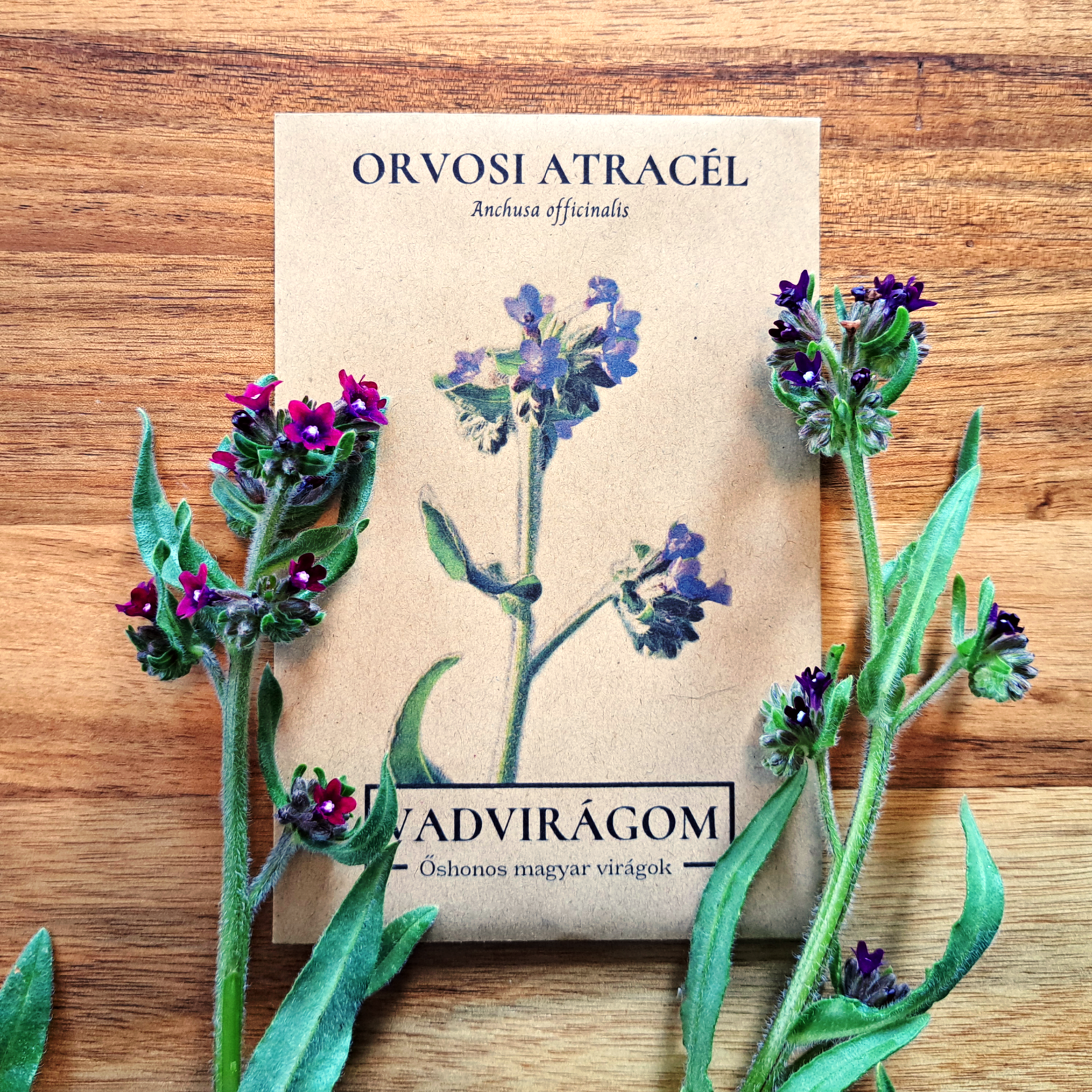 orvosi atracél - Anchusa officinalis - őshonos magyar vadvirág