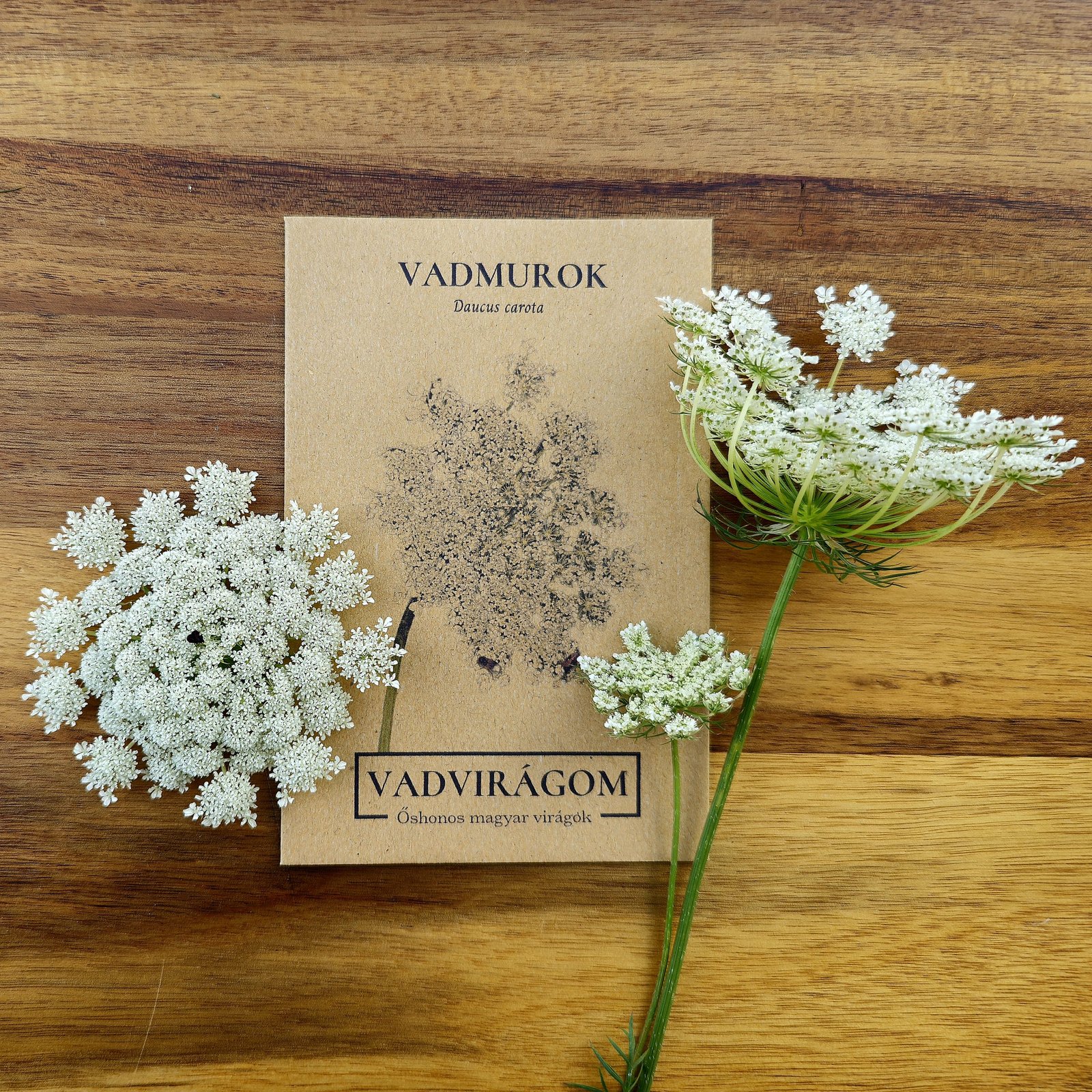 vadmurok - Daucus carota - őshonos magyar vadvirág