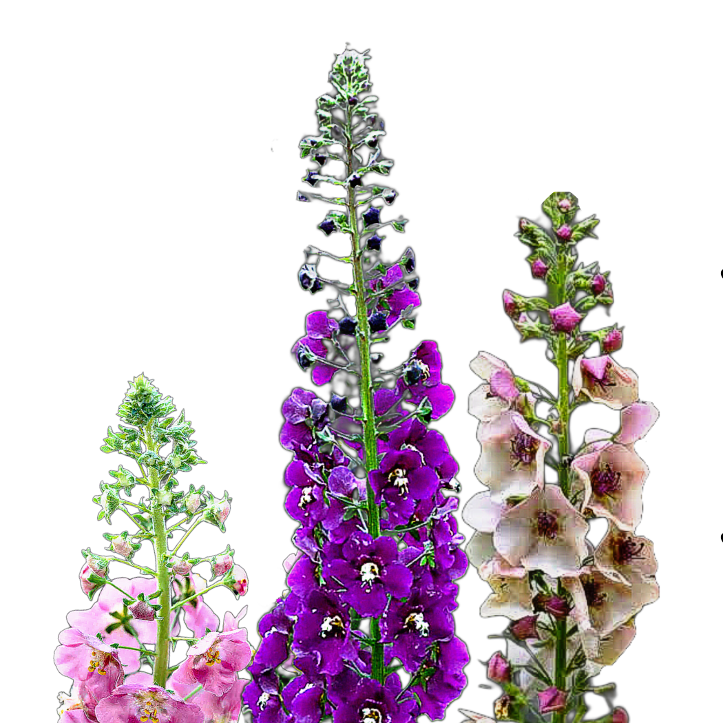 Lila ökörfarkkóró - Verbascum phoeniceum Mix - őshonos magyar vadvirág színkeverék