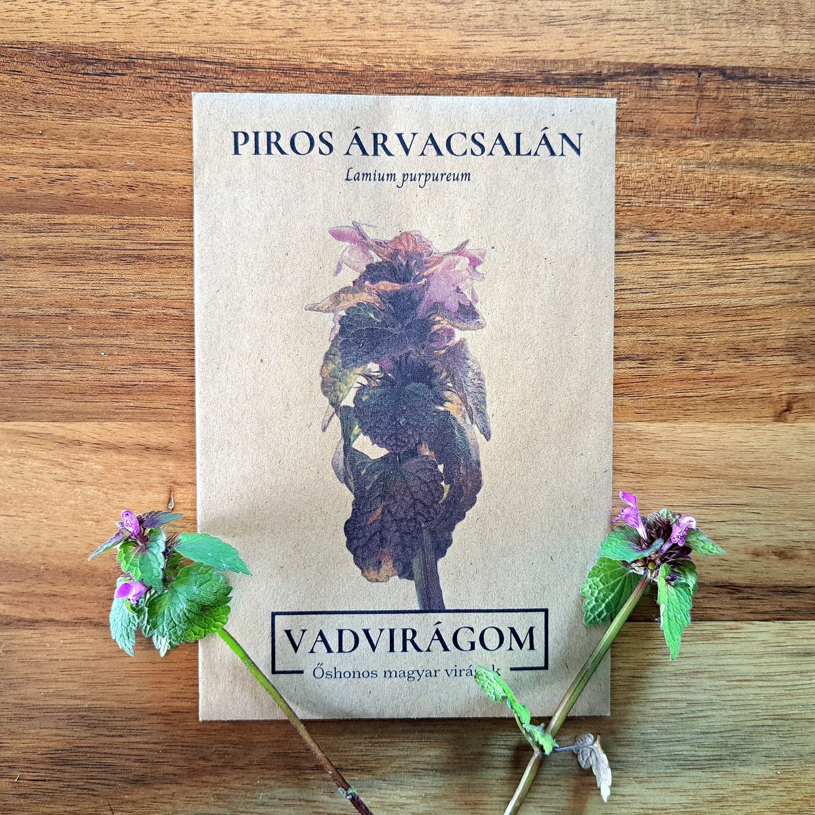 piros árvacsalán - Lamium purpureum - őshonos magyar vadvirág