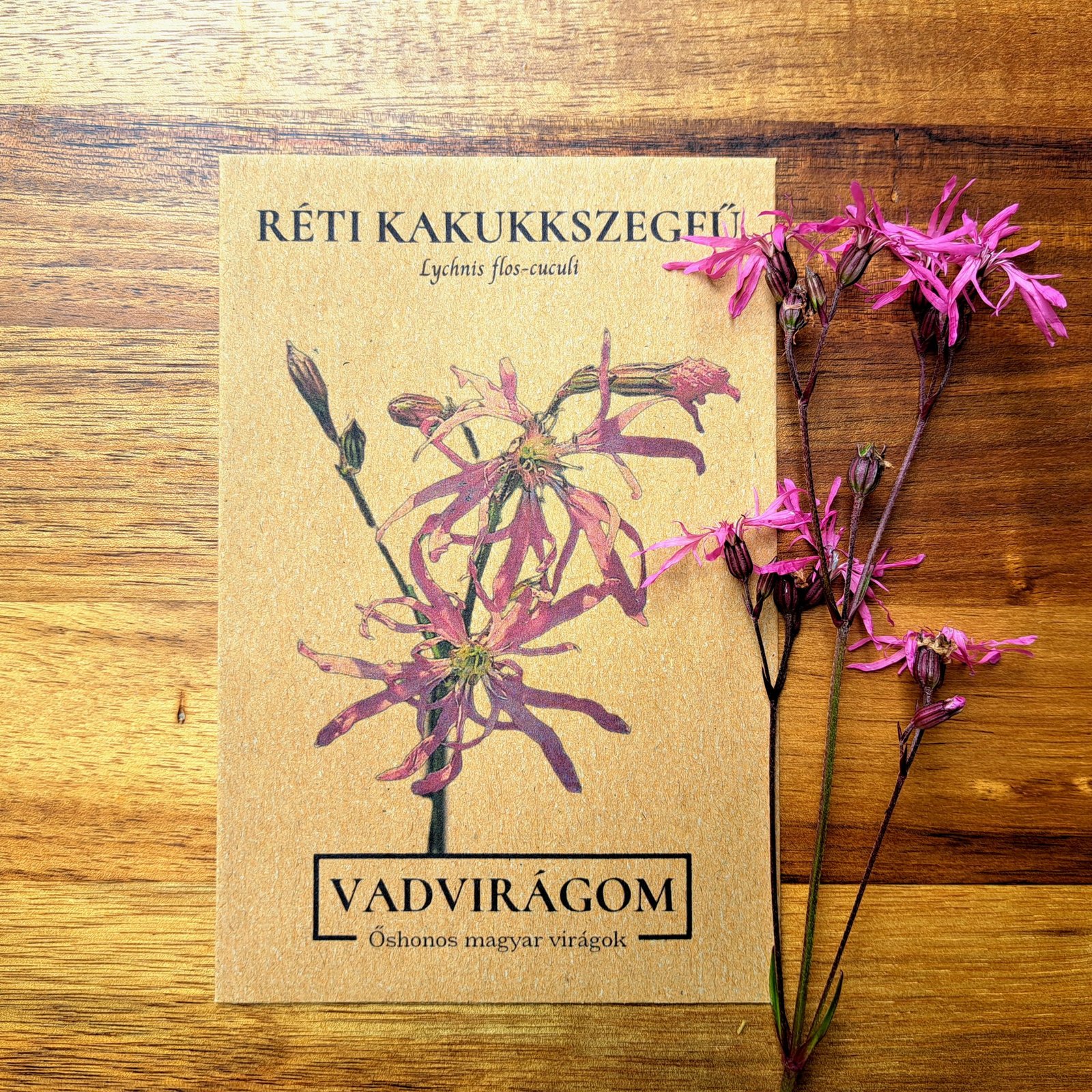 réti kakukkszegfű - Lychnis flos-cuculi - őshonos magyar vadvirág