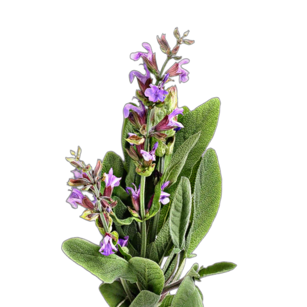 orvosi zsálya - Salvia officinalis - őshonos európai vadvirág