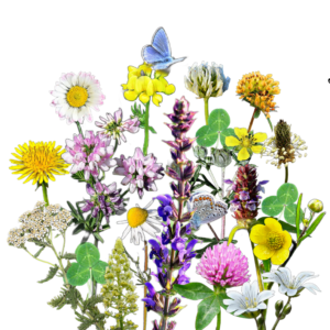 VIRÁGOS ŐSGYEP EXTRA magkeverék