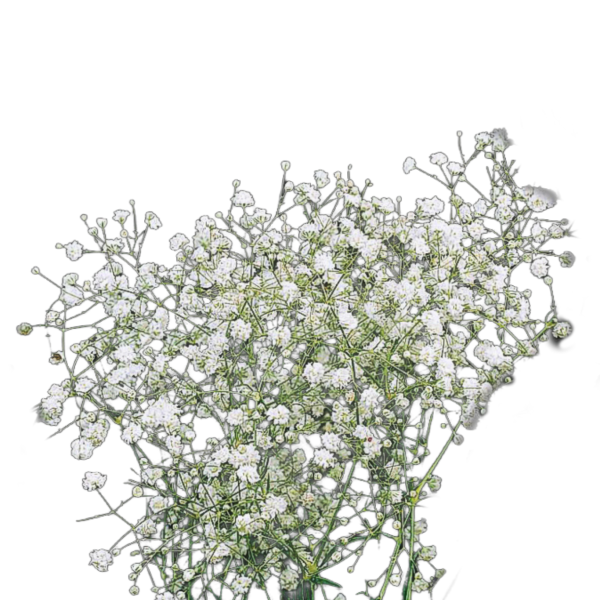 Fátyolvirág - Rezgő - Gypsophilia paniculata "Snowflake" - őshonos magyar vadvirág nemesített formája