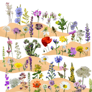 BUCKALAKÓ magkeverék