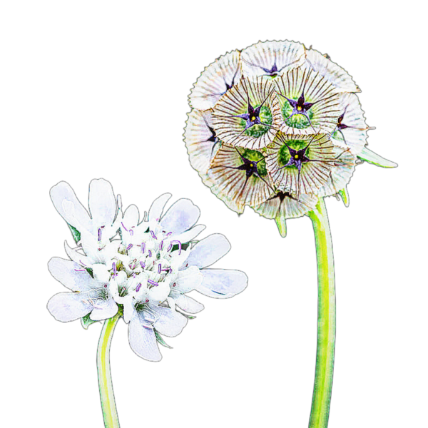 csillagos ördögszem - scabiosa stellata - őshonos európai vadvirág