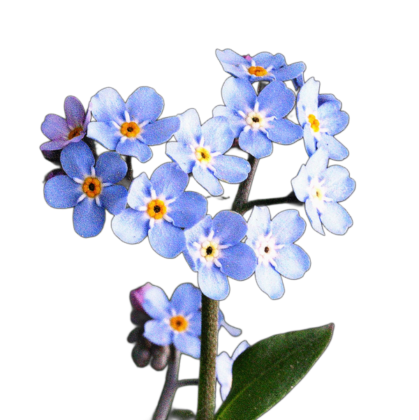 erdei nefelejcs - Myosotis sylvatica - őshonos magyar vadvirág