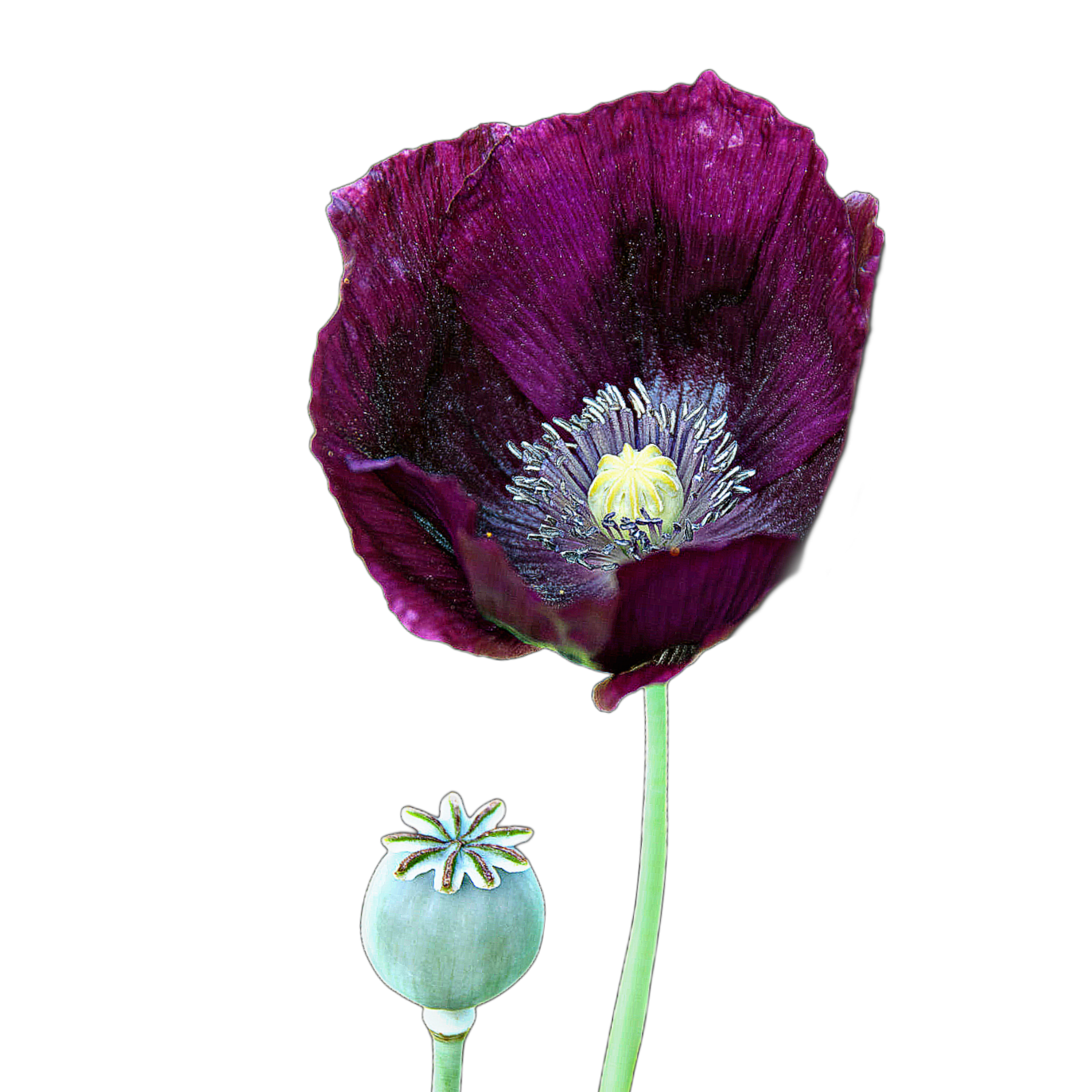 kerti mák - Papaver somniferum "Lauren's Grape" - őshonos európai vadvirág nemesített változata