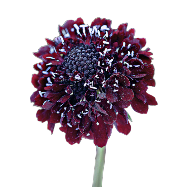 ördögszem - scabiosa atropurpurea "Black Knight" - őshonos európai virág