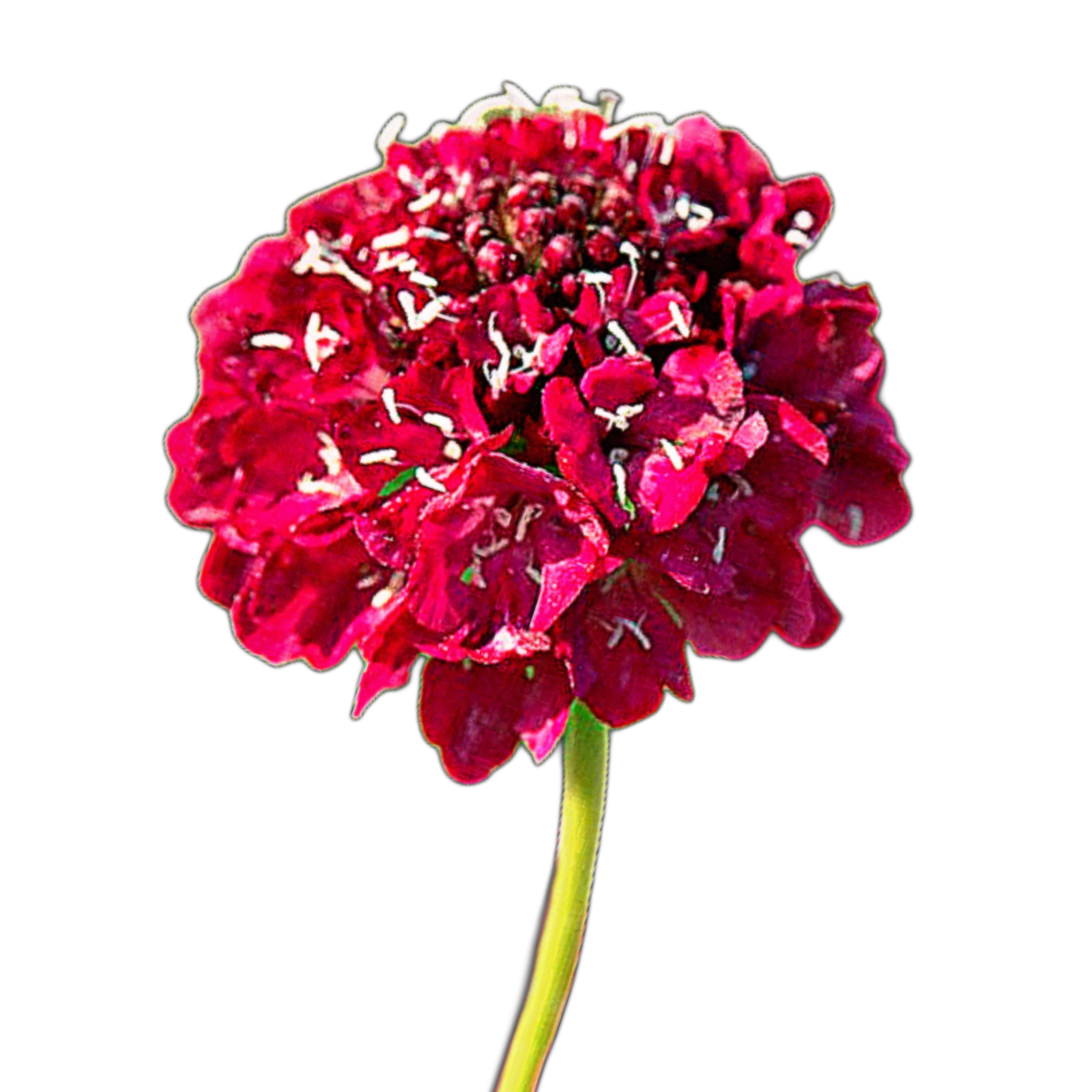 ördögszem - scabiosa atropurpurea "Fire King" - őshonos európai virág