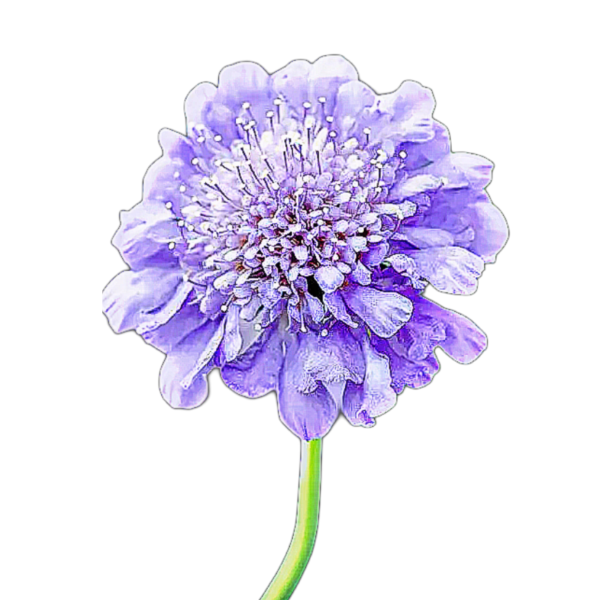 ördögszem - scabiosa atropurpurea "Oxford Blue" - őshonos európai virág