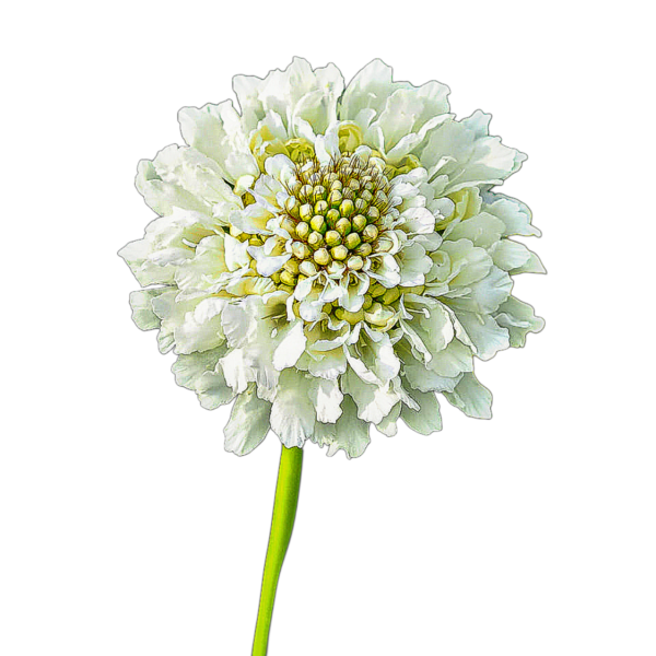 ördögszem - scabiosa atropurpurea "Snowmaiden" - őshonos európai virág