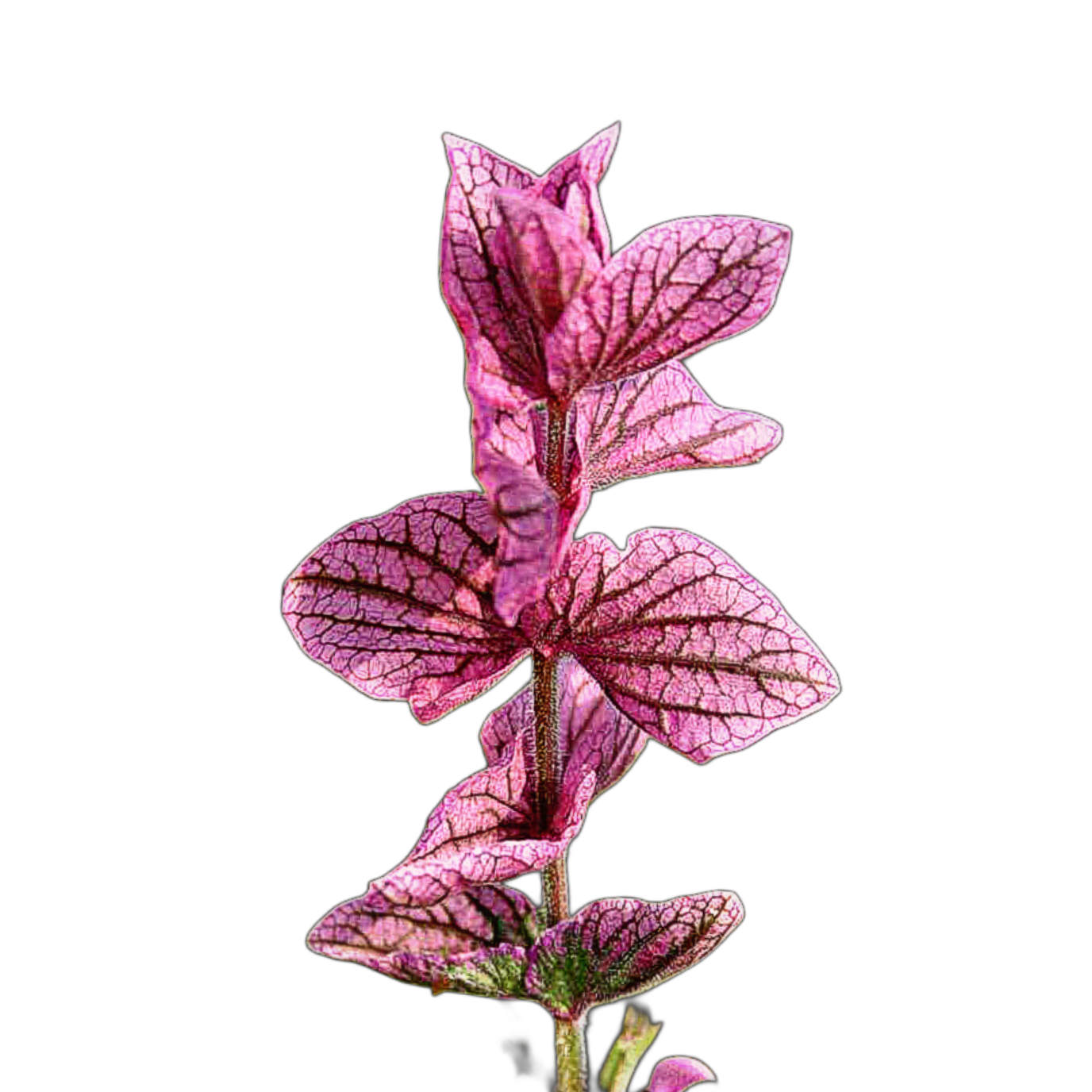 tarkalevelű zsálya - Salvia horminum "Pink Sundae" - őshonos európai virág