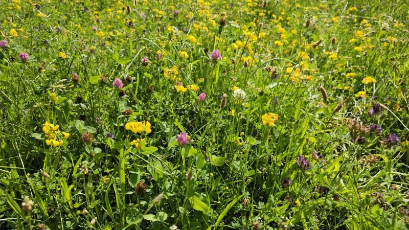 Szarvaskereptől sárguló biodiverz virágos ősgyep