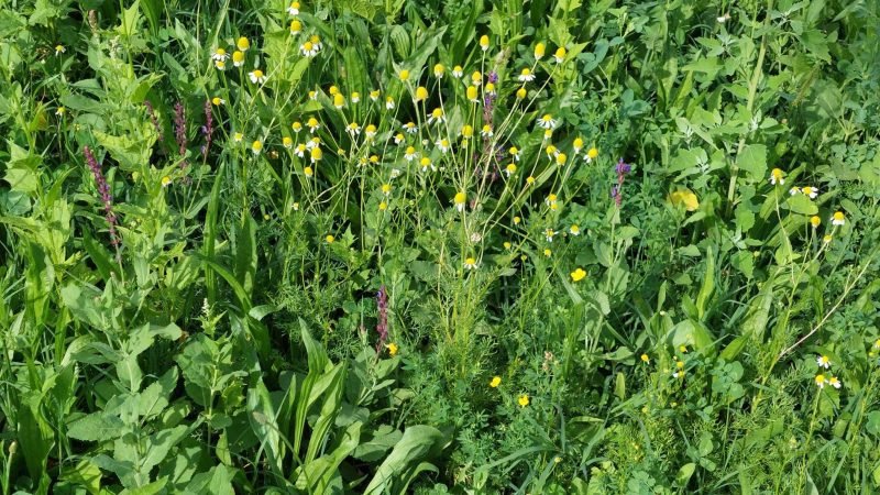 Pápán létrehozott virágos ősgyep keverék a vetés után 8 héttel