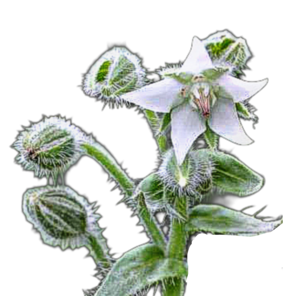 Borágó fehér - Borago officinalis Alba - őshonos európai vadvirág