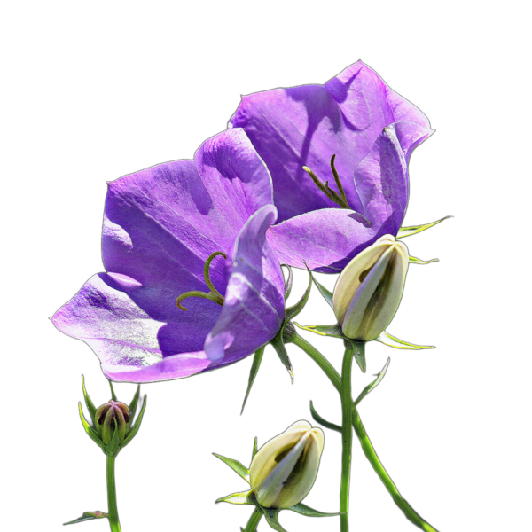 Kárpáti harangvirág - Campanula carpatica - őshonos európai vadvirág