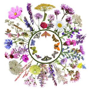 LEPKECSALOGATÓ 2.0 – hernyó-, szender- és lepkevonzó magkeverék