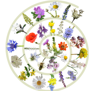 BEPORZÓNA 3.0 – méhlegelő magkeverék