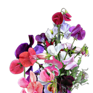 Illatos lednek (Lathyrus odoratus „Old Spice”) 5g, ~60 mag