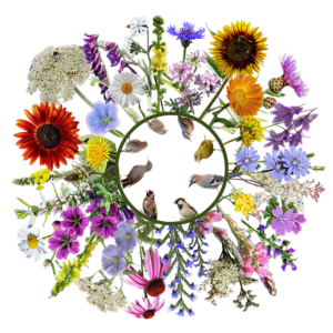 MADÁRCSALOGATÓ 3.0 – magkeverék madarak téli etetésére (simogatós)