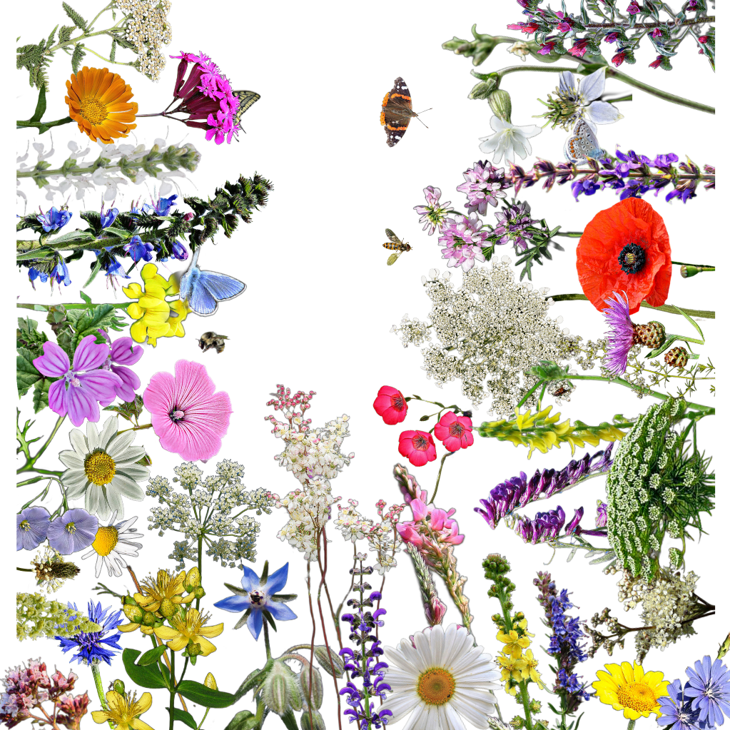 Nek-tár 3.0 - vadvirág méhlegelő mix - 40 magyar és európai vadvirágból álló beporzóbarát magkeverék