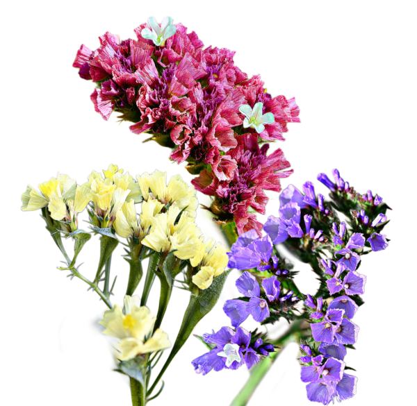 Sóvirág - Limonium sinuatum - őshonos európai virág