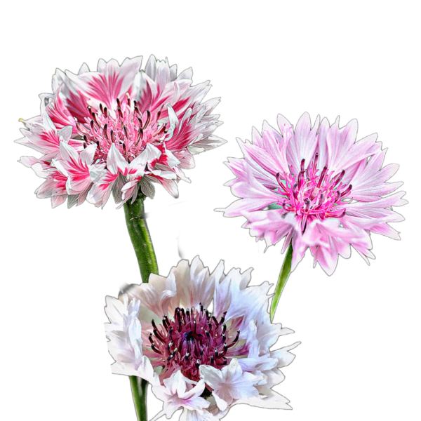 Búzavirág - Centaurea cyanus "Classic romantic" - őshonos magyar vadvirág nemesített változata