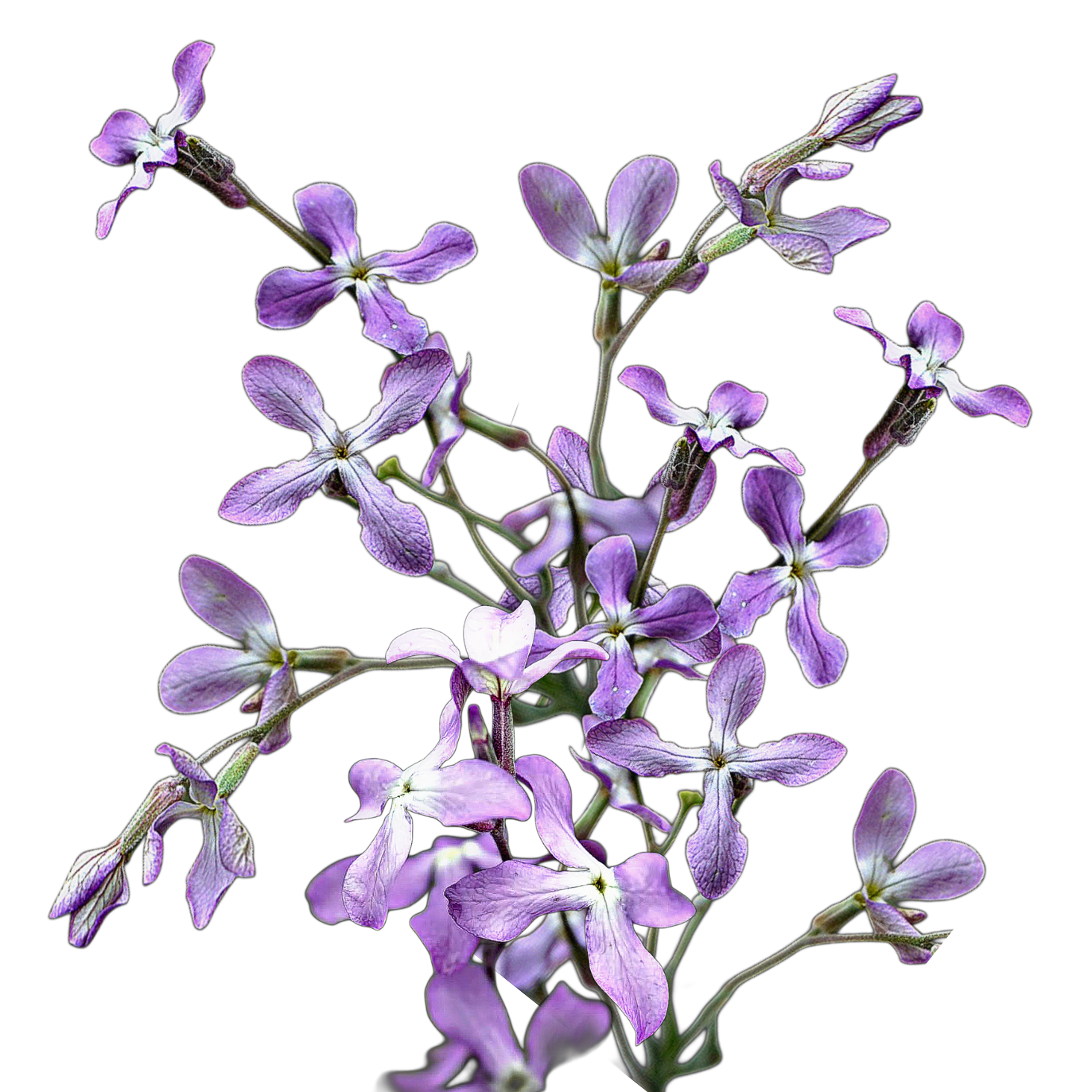 Estike - göröviola - Matthiola bicornis, Matthiola longipetala